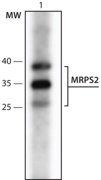 Anti-MRPS2 (301-312) antibody produced in rabbit IgG fraction of antiserum