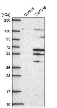 Anti-ZNF596 antibody produced in rabbit Prestige Antibodies&#174; Powered by Atlas Antibodies, affinity isolated antibody, buffered aqueous glycerol solution