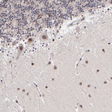 Anti-ZNF773 antibody produced in rabbit Prestige Antibodies&#174; Powered by Atlas Antibodies, affinity isolated antibody, buffered aqueous glycerol solution