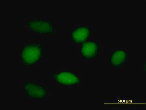 Anti-BLVRA antibody produced in mouse purified immunoglobulin, buffered aqueous solution