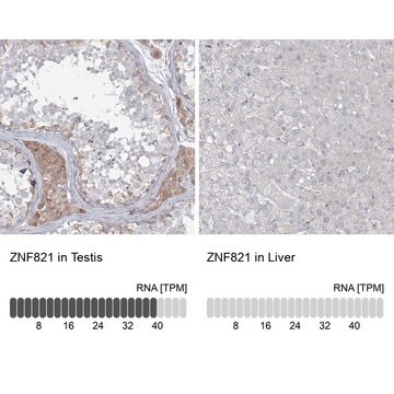 Anti-ZNF821 antibody produced in rabbit Prestige Antibodies&#174; Powered by Atlas Antibodies, affinity isolated antibody, buffered aqueous glycerol solution