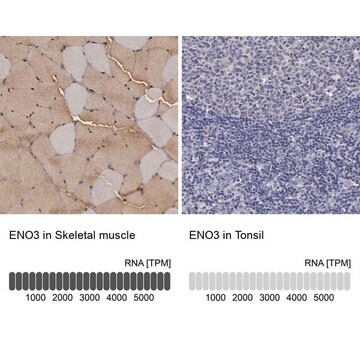 Anti-ENO3 antibody produced in rabbit Prestige Antibodies&#174; Powered by Atlas Antibodies, affinity isolated antibody, buffered aqueous glycerol solution