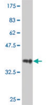 Monoclonal Anti-RAB9A antibody produced in mouse clone 4F8, purified immunoglobulin, buffered aqueous solution