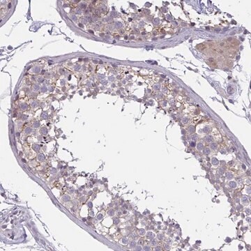 Anti-TCEAL8 antibody produced in rabbit Prestige Antibodies&#174; Powered by Atlas Antibodies, affinity isolated antibody, buffered aqueous glycerol solution