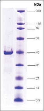 RNA Polymerase II, RPB8 subunit, GST tagged human recombinant, expressed in E. coli, &#8805;85% (SDS-PAGE)