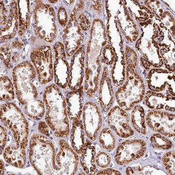 Anti-COQ9 antibody produced in rabbit Prestige Antibodies&#174; Powered by Atlas Antibodies, affinity isolated antibody, buffered aqueous glycerol solution