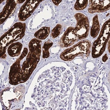 Anti-C4ORF46 antibody produced in rabbit Prestige Antibodies&#174; Powered by Atlas Antibodies, affinity isolated antibody, buffered aqueous glycerol solution