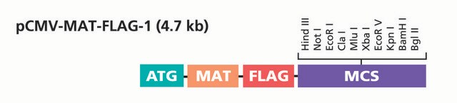 pCMV-MAT-Tag&#174;-FLAG&#174;-1 Expression Vector