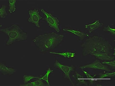 Monoclonal Anti-TXK antibody produced in mouse clone 2D8, purified immunoglobulin, buffered aqueous solution