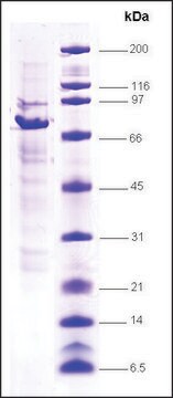 Rev-ErbA, &#946; (RVR) human recombinant, expressed in insect cells, &#8805;80% (SDS-PAGE)