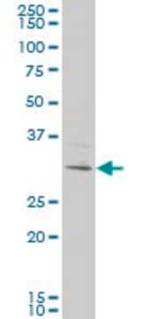 Monoclonal Anti-KCTD4 antibody produced in mouse clone 2C8, purified immunoglobulin, buffered aqueous solution