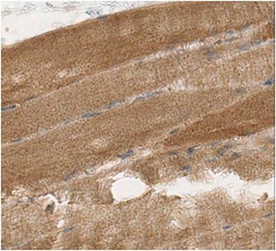 Anti-Obscurin Antibody, clone 4A8 clone 4A8, from mouse