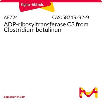 ADP-ribosyltransferase C3 from Clostridium botulinum