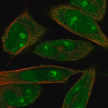 Anti-MOB1A antibody produced in rabbit Prestige Antibodies&#174; Powered by Atlas Antibodies, affinity isolated antibody