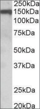 Anti-OMG antibody produced in goat affinity isolated antibody, buffered aqueous solution