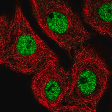 Anti-MED25 antibody produced in rabbit Prestige Antibodies&#174; Powered by Atlas Antibodies, affinity isolated antibody