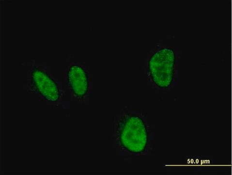 ANTI-HOXA5 antibody produced in mouse clone 3E8, purified immunoglobulin, buffered aqueous solution