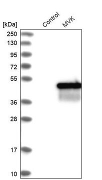 Anti-MVK antibody produced in rabbit Prestige Antibodies&#174; Powered by Atlas Antibodies, affinity isolated antibody, buffered aqueous glycerol solution