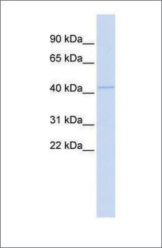 Anti-MITF antibody produced in rabbit affinity isolated antibody