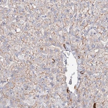 Anti-FAM208B antibody produced in rabbit Prestige Antibodies&#174; Powered by Atlas Antibodies, affinity isolated antibody, buffered aqueous glycerol solution