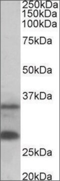 Anti-C16orf57 antibody produced in goat affinity isolated antibody, buffered aqueous solution