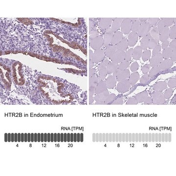 Anti-HTR2B antibody produced in rabbit Prestige Antibodies&#174; Powered by Atlas Antibodies, affinity isolated antibody, buffered aqueous glycerol solution