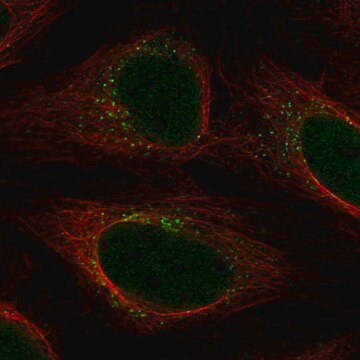 Anti-YIPF5 antibody produced in rabbit Prestige Antibodies&#174; Powered by Atlas Antibodies, affinity isolated antibody