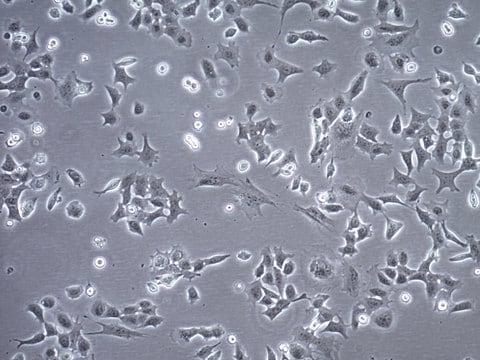 SCp2 Mouse Mammary Epithelial Cell Line