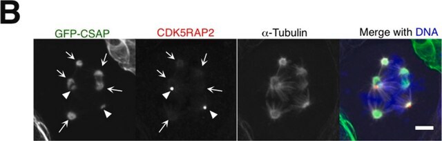 Anti-CDK5RAP2-Antikörper from rabbit, purified by affinity chromatography