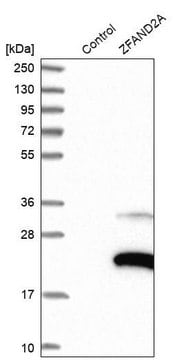 Anti-ZFAND2A antibody produced in rabbit Prestige Antibodies&#174; Powered by Atlas Antibodies, affinity isolated antibody, buffered aqueous glycerol solution