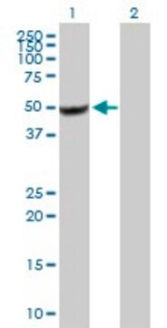 Anti-BZW2 antibody produced in mouse purified immunoglobulin, buffered aqueous solution