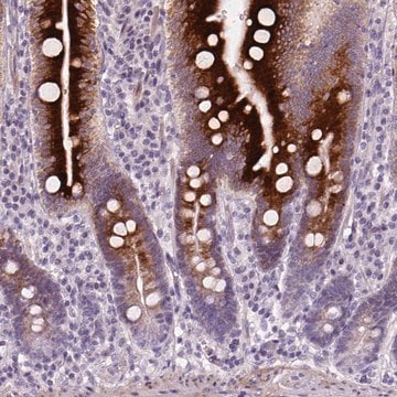 Anti-NUDT6 antibody produced in rabbit Prestige Antibodies&#174; Powered by Atlas Antibodies, affinity isolated antibody, buffered aqueous glycerol solution