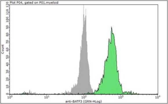 Anti-BATF3 Antibody from rabbit, purified by affinity chromatography