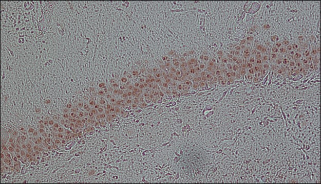 Monoclonal Anti-FUS antibody produced in mouse clone FUS-4, tissue culture supernatant