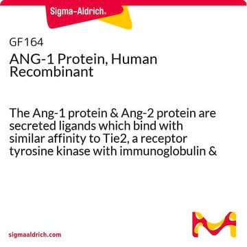 Protéine&nbsp;ANG-1, recombinante humaine The Ang-1 protein &amp; Ang-2 protein are secreted ligands which bind with similar affinity to Tie2, a receptor tyrosine kinase with immunoglobulin &amp; epidermal growth factor homology domains expressed on endothelial &amp; early hematopoietic cells.