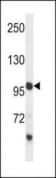 ANTI-PCDH18(C-TERMINAL) antibody produced in rabbit affinity isolated antibody, buffered aqueous solution