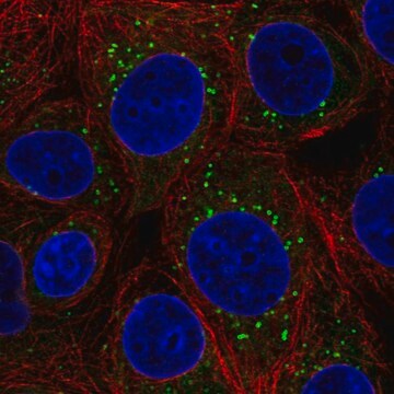 Anti-FAF2 antibody produced in rabbit Prestige Antibodies&#174; Powered by Atlas Antibodies, affinity isolated antibody