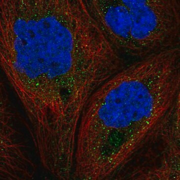 Anti-GAB1 antibody produced in rabbit Prestige Antibodies&#174; Powered by Atlas Antibodies, affinity isolated antibody