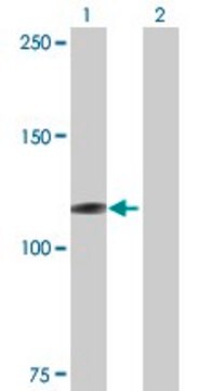 Anti-MICAL1 antibody produced in mouse IgG fraction of antiserum, buffered aqueous solution