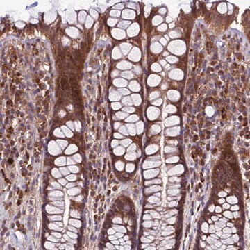 Anti-GAREM1 antibody produced in rabbit Prestige Antibodies&#174; Powered by Atlas Antibodies, affinity isolated antibody, buffered aqueous glycerol solution