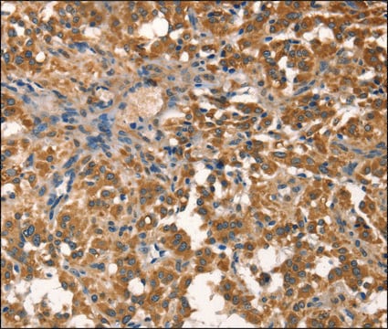 Anti-AGO1 antibody produced in rabbit affinity isolated antibody