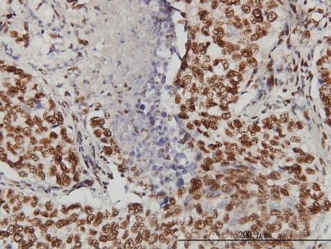 Monoclonal Anti-TOPORS antibody produced in mouse clone 5G11, purified immunoglobulin, buffered aqueous solution