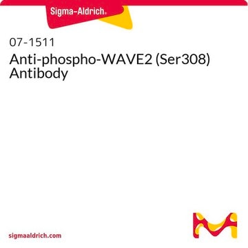 Anti-phospho-WAVE2 (Ser308) Antibody