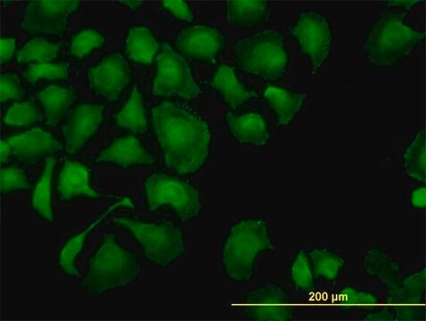 Monoclonal Anti-TROVE2 antibody produced in mouse clone 1F2, purified immunoglobulin, buffered aqueous solution