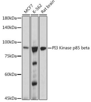 Anti-PI3 Kinase p85 beta Antibody, clone 6E2F5, Rabbit Monoclonal