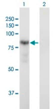 Anti-DTNA antibody produced in mouse purified immunoglobulin, buffered aqueous solution