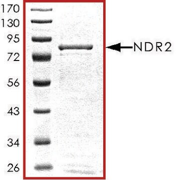 NDR2, active, GST tagged human PRECISIO&#174; Kinase, recombinant, expressed in baculovirus infected Sf9 cells, &#8805;70% (SDS-PAGE), buffered aqueous glycerol solution