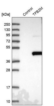 Anti-TFB2M antibody produced in rabbit Prestige Antibodies&#174; Powered by Atlas Antibodies, affinity isolated antibody, buffered aqueous glycerol solution