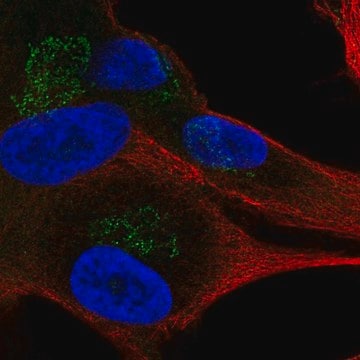 Anti-APBA1 antibody produced in rabbit Prestige Antibodies&#174; Powered by Atlas Antibodies, affinity isolated antibody