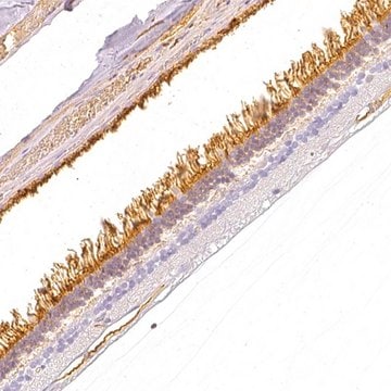 Anti-GNAT1 antibody produced in rabbit Prestige Antibodies&#174; Powered by Atlas Antibodies, affinity isolated antibody